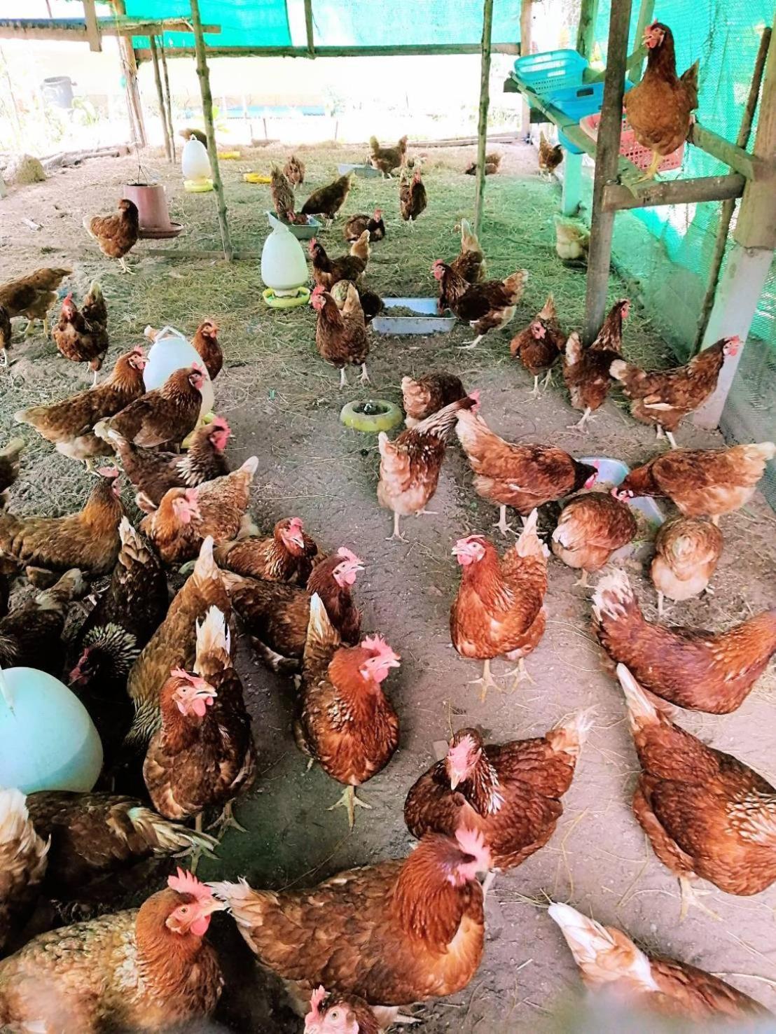 Yaoisland Resort And Farm Ko Yao Екстериор снимка