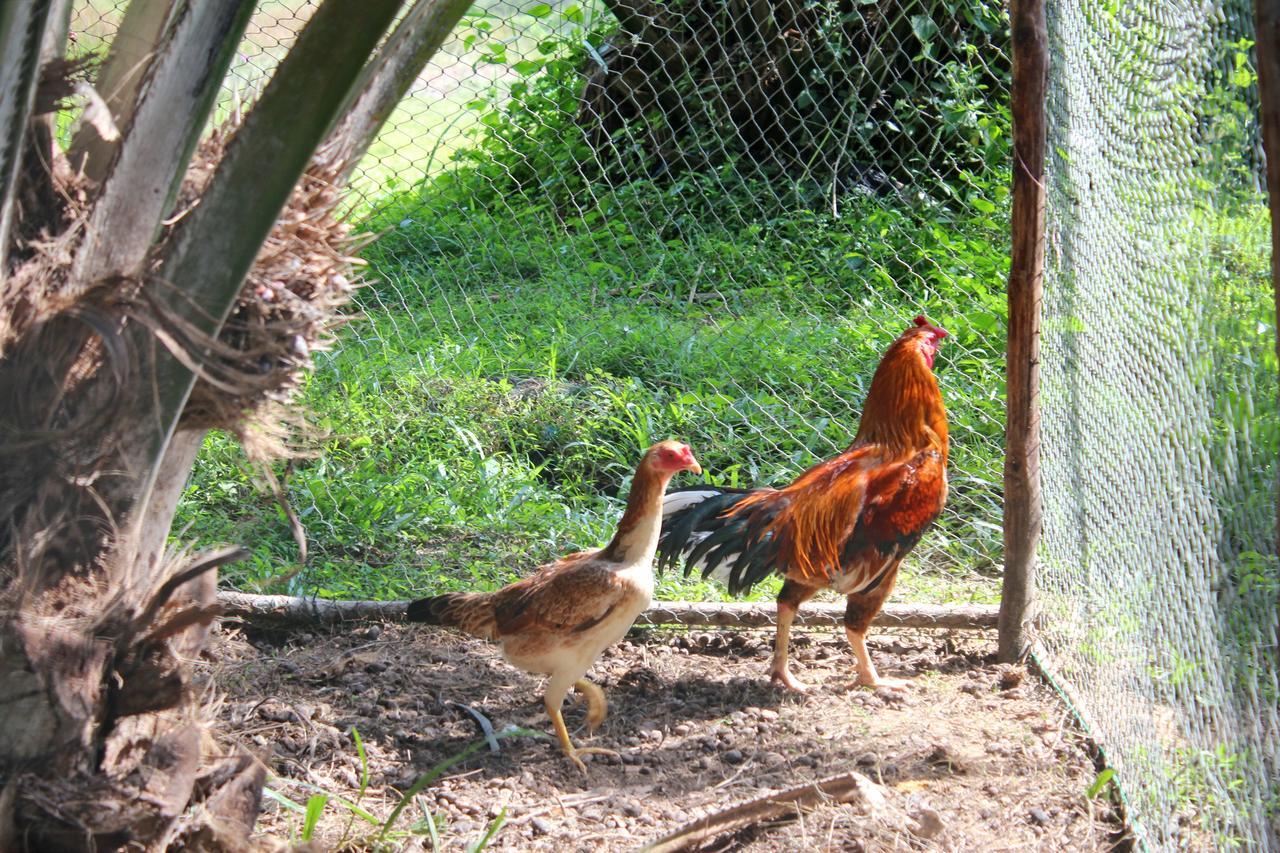 Yaoisland Resort And Farm Ko Yao Екстериор снимка