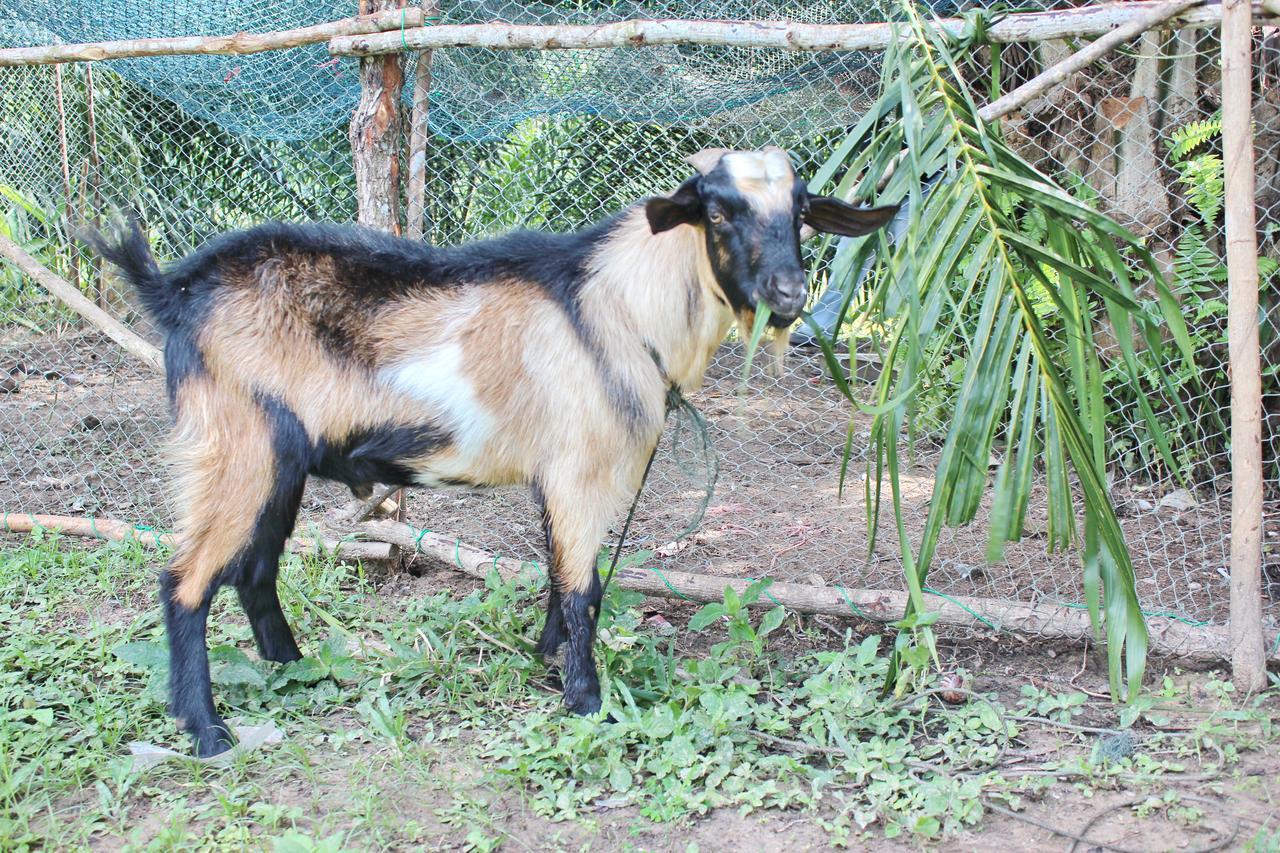 Yaoisland Resort And Farm Ko Yao Екстериор снимка