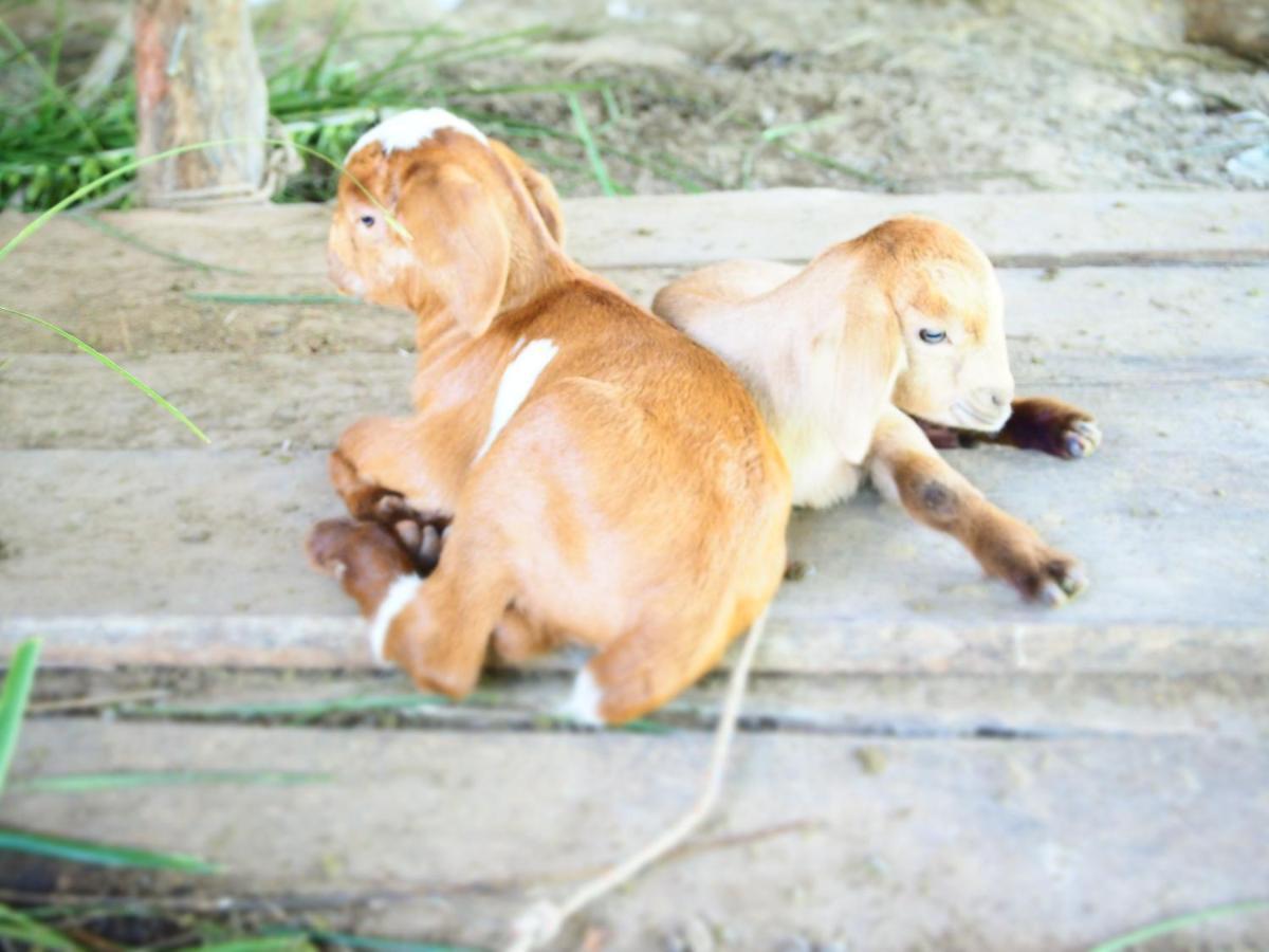 Yaoisland Resort And Farm Ko Yao Екстериор снимка