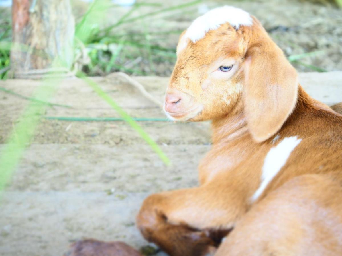 Yaoisland Resort And Farm Ko Yao Екстериор снимка