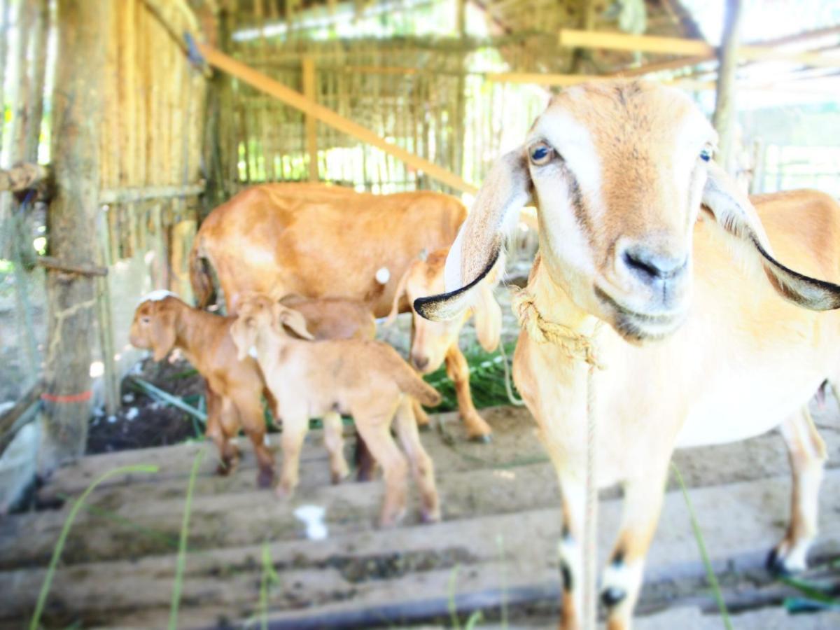 Yaoisland Resort And Farm Ko Yao Екстериор снимка