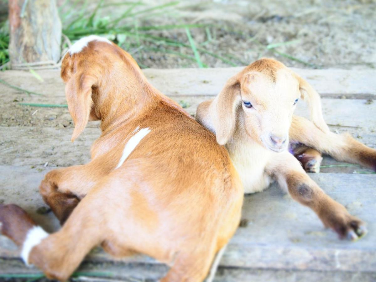 Yaoisland Resort And Farm Ko Yao Екстериор снимка